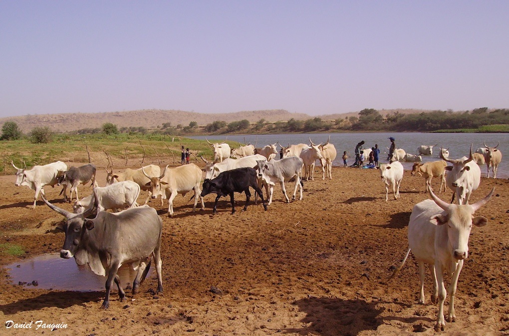 Sénégal Bakel 3